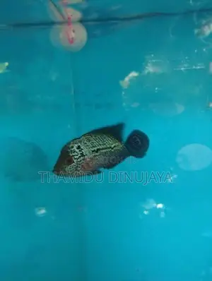 Flowerhorn
