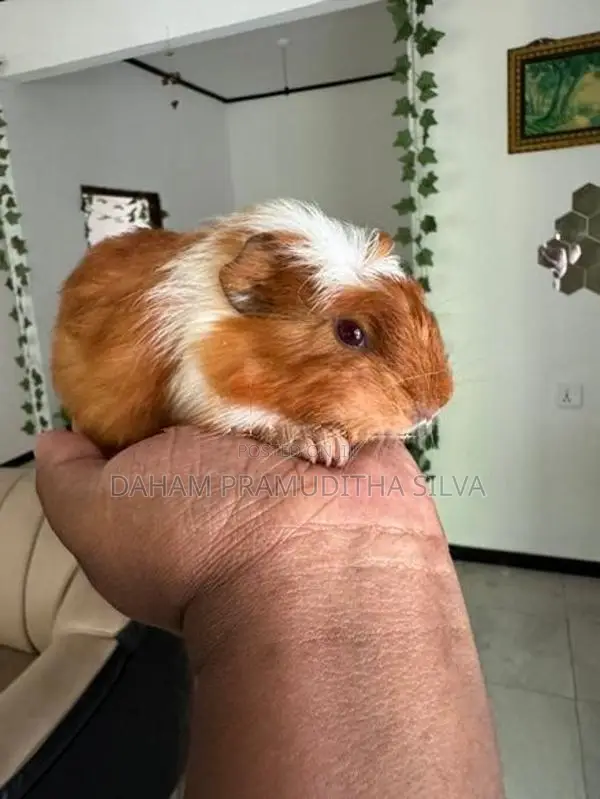 Guinea Pigs