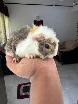 Guinea Pigs