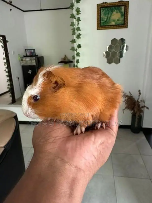 Guinea Pigs