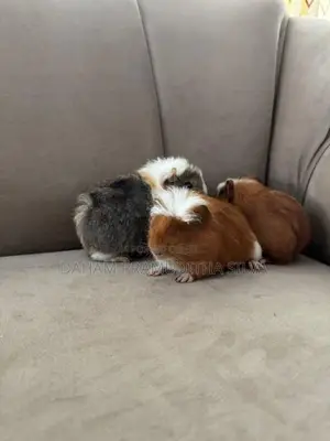Guinea Pigs