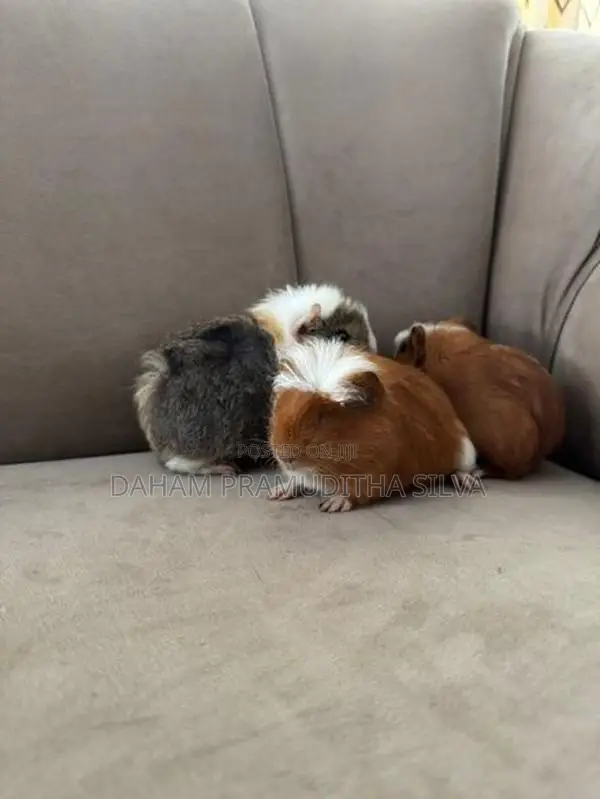 Guinea Pigs