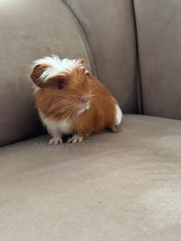 Guinea Pigs