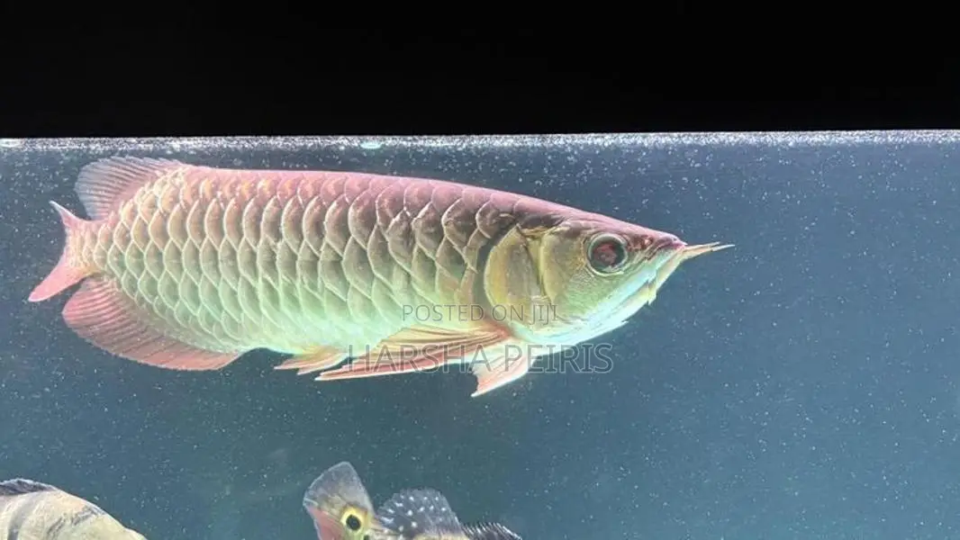 Premium Blue Base Arowana Fish