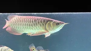Premium Blue Base Arowana Fish