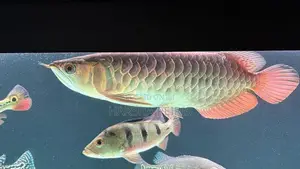 Premium Blue Base Arowana Fish