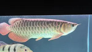 Premium Blue Base Arowana Fish