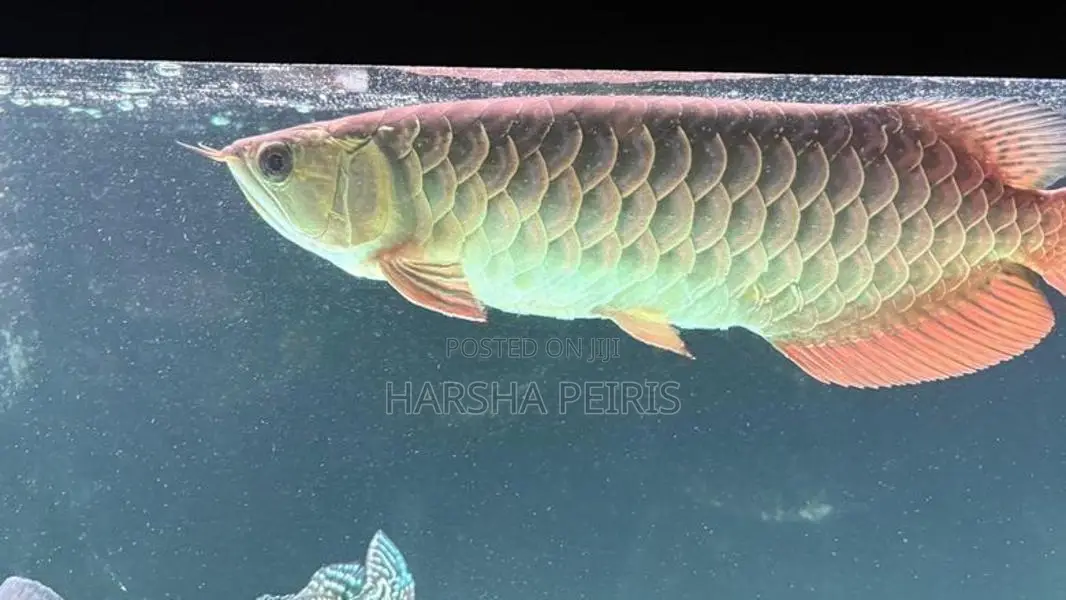 Premium Blue Base Arowana Fish