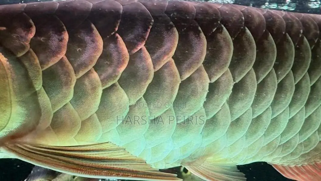Premium Blue Base Arowana Fish