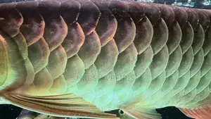 Premium Blue Base Arowana Fish