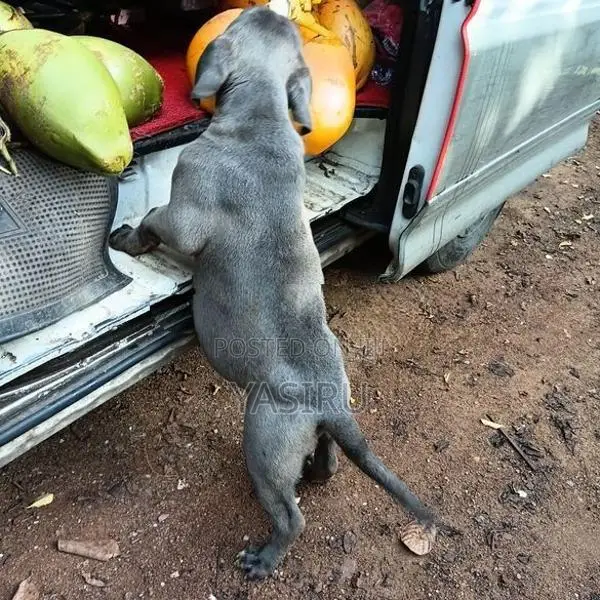 American Bully