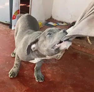 American Bully