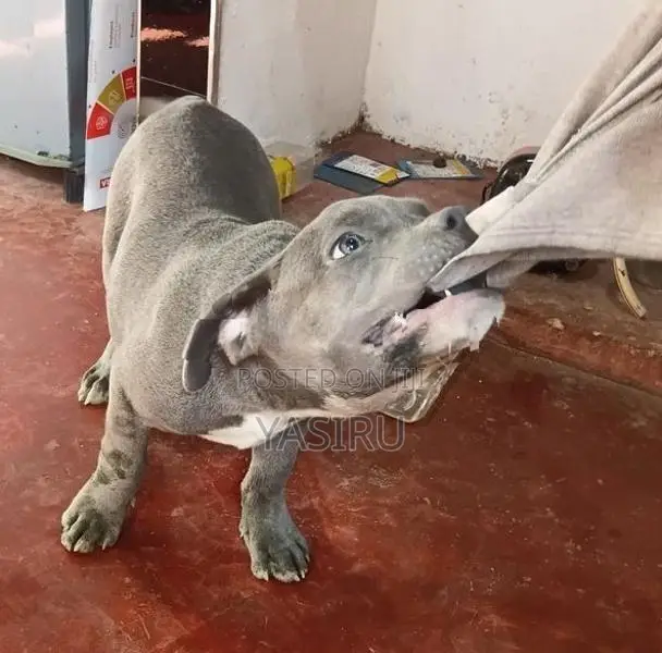 American Bully