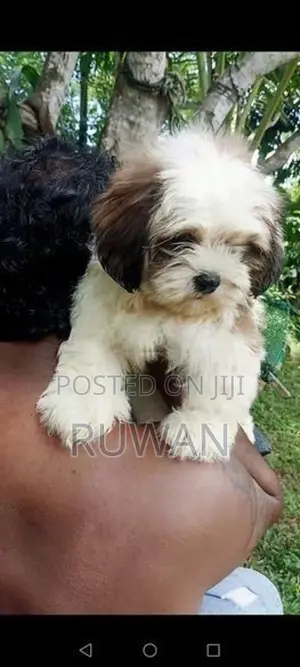 Shih Tzu Puppy