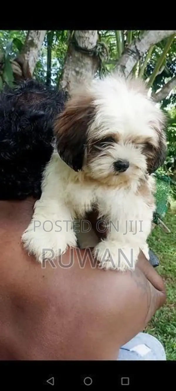 Shih Tzu Puppy