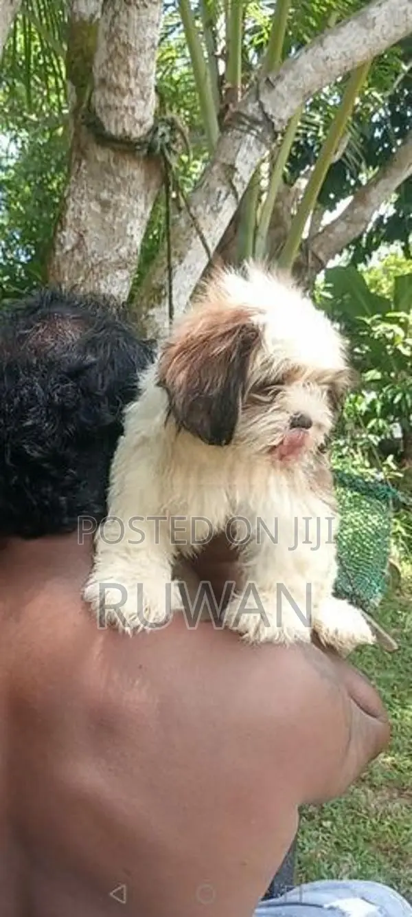 Shih Tzu Puppy