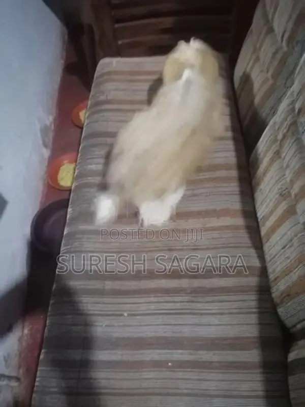 Shitzu Male With Female