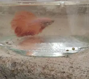 Fighter Fish