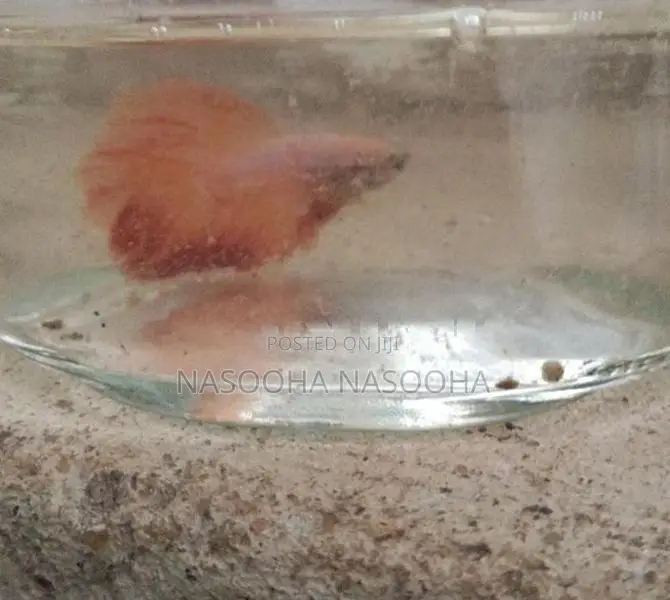 Fighter Fish