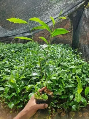 තේ පැළ