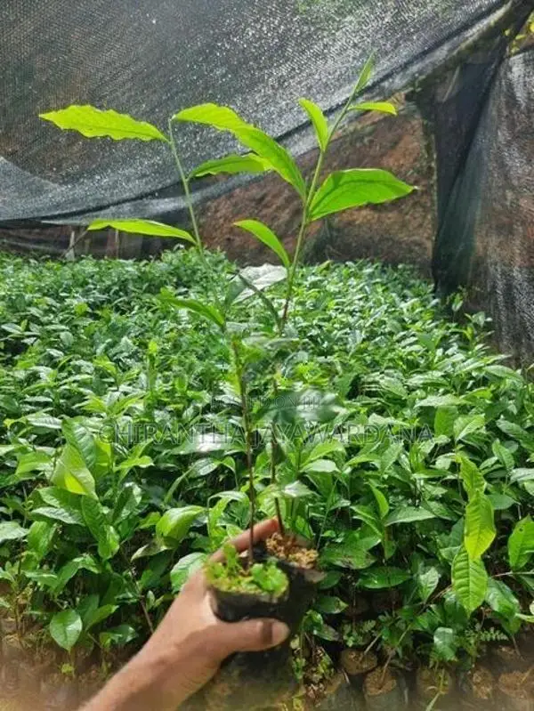 තේ පැළ