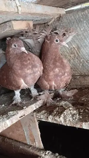 Pigoens