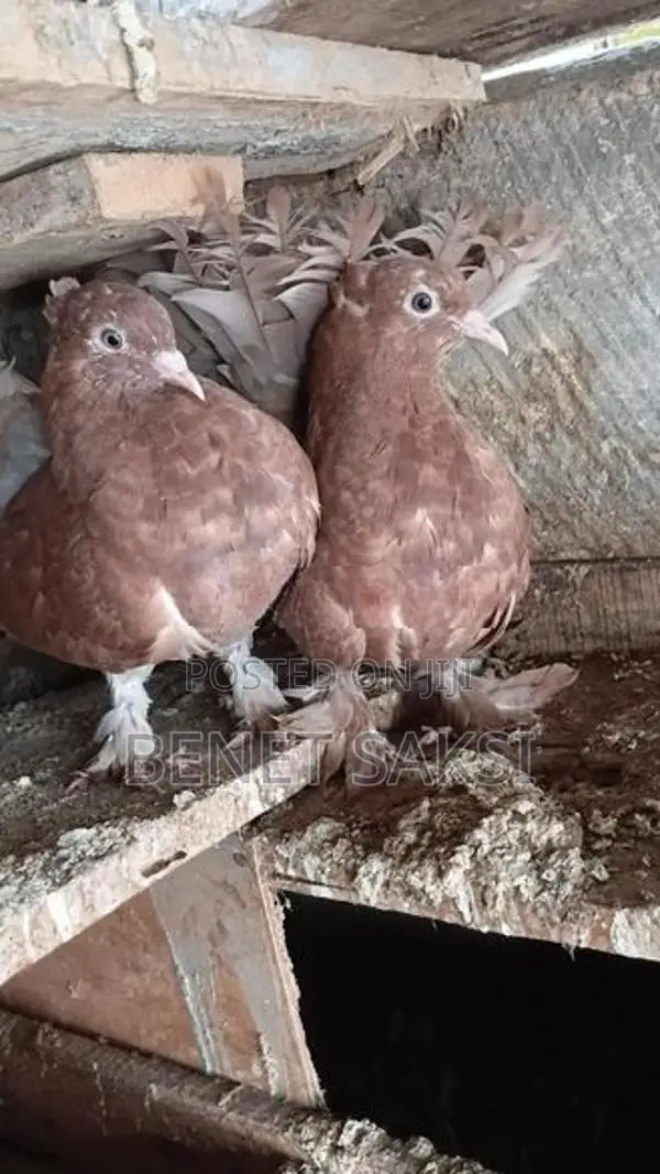 Pigoens