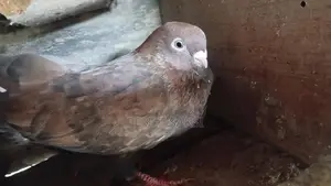 Pigoens