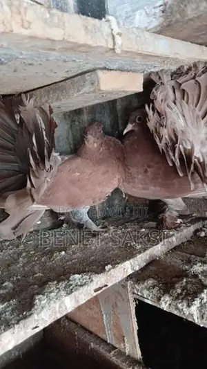 Pigoens