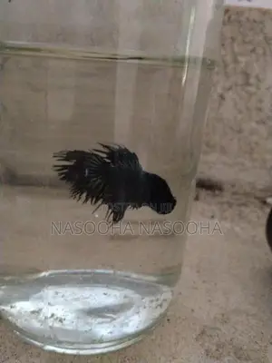 Fiter Fish