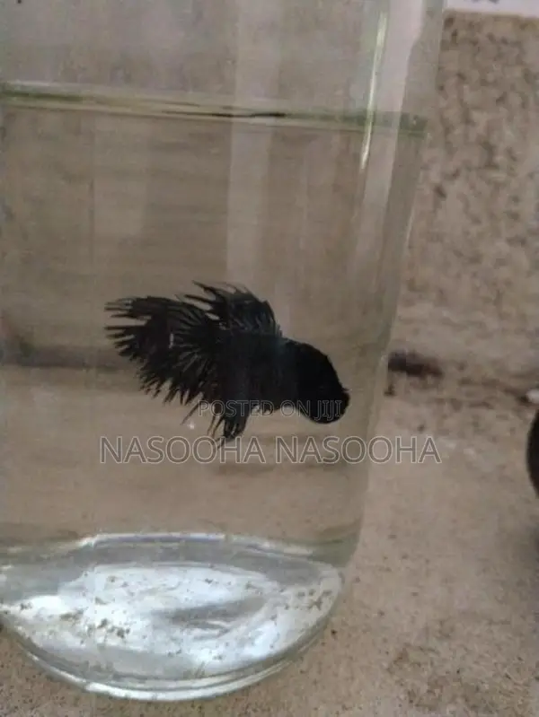 Fiter Fish