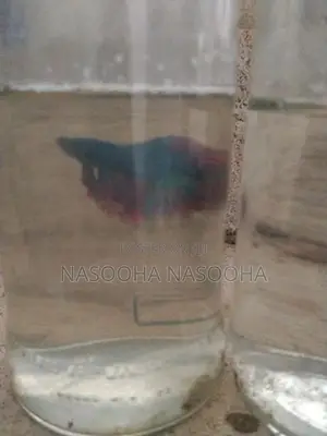Fiter Fish