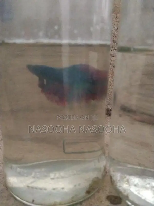 Fiter Fish
