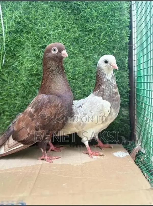 Short Face Set With A Fantail