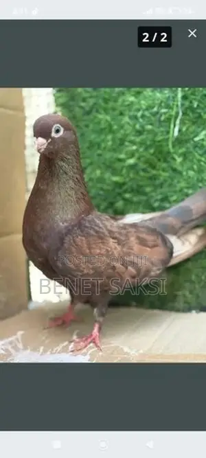 Short Face Set With A Fantail