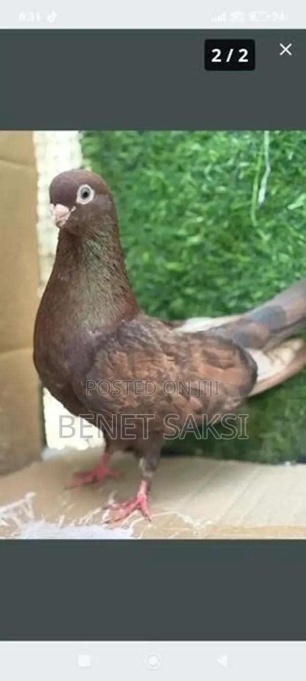 Short Face Set With A Fantail