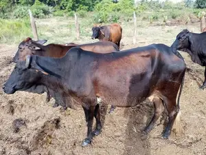 Farm Animals