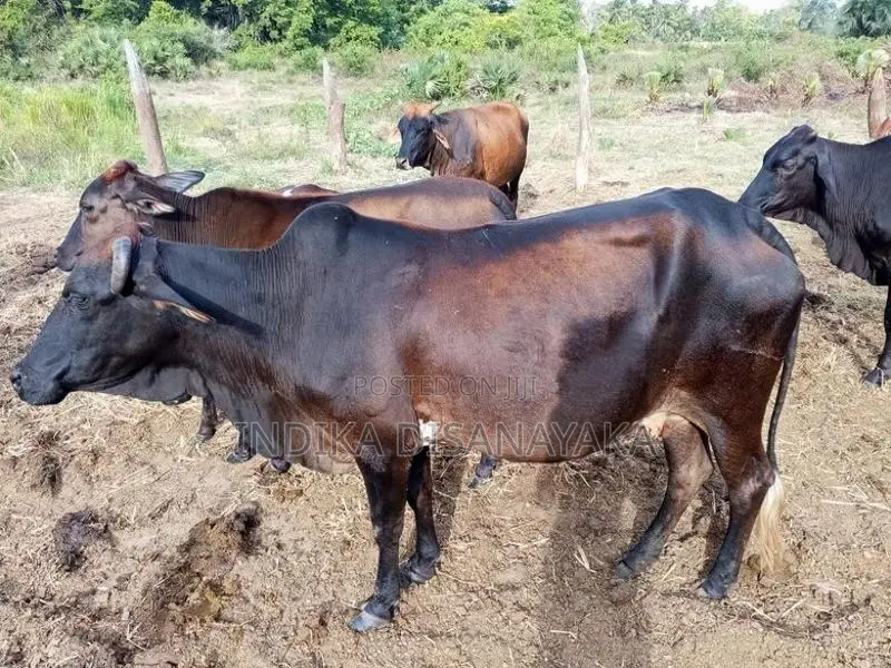 Farm Animals
