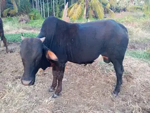 Farm Animals