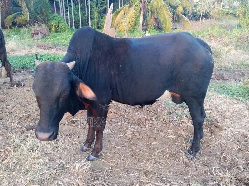 Farm Animals