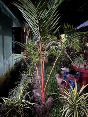 Red Famtree