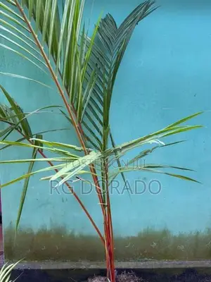 Red Famtree