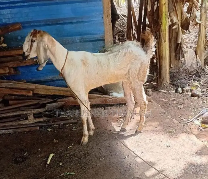 Yamuna Pari kalappu Aadu