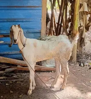 Yamuna Pari kalappu Aadu