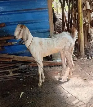 Yamuna Pari kalappu Aadu
