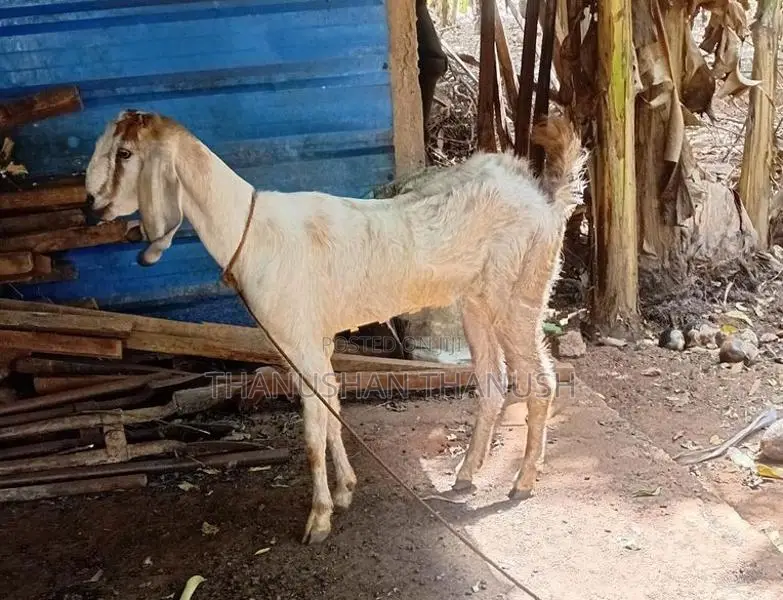 Yamuna Pari kalappu Aadu