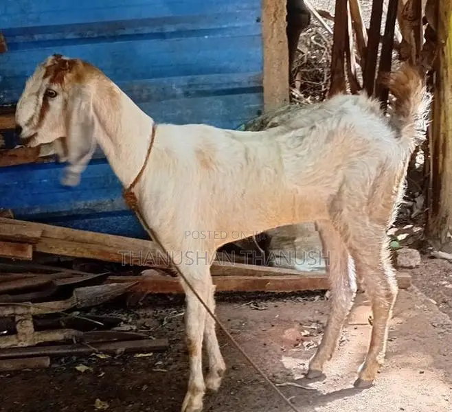 Yamuna Pari kalappu Aadu
