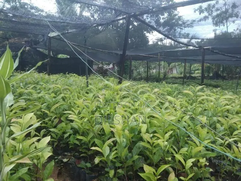 තේ පැල