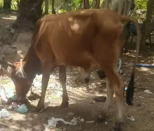 நல்லயினசகிவால்நாம்பன்மாடு