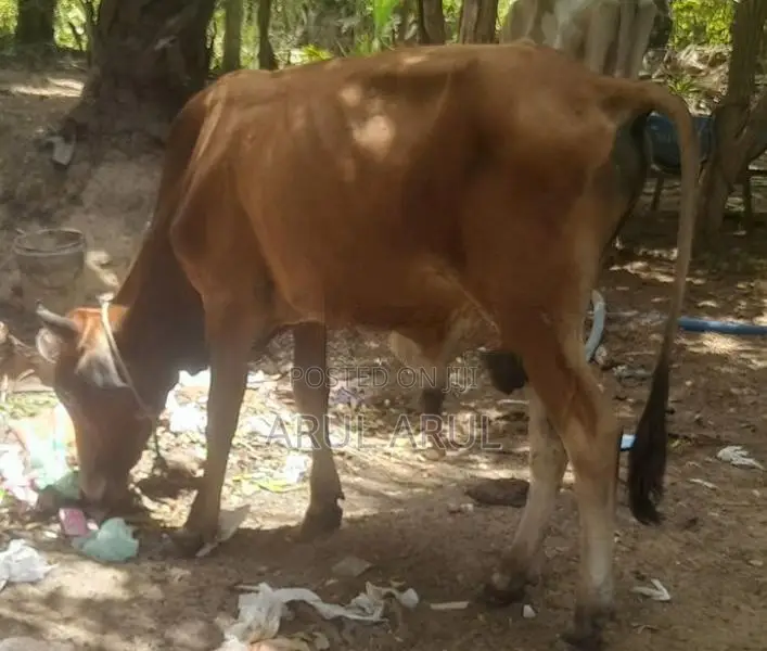 நல்லயினசகிவால்நாம்பன்மாடு